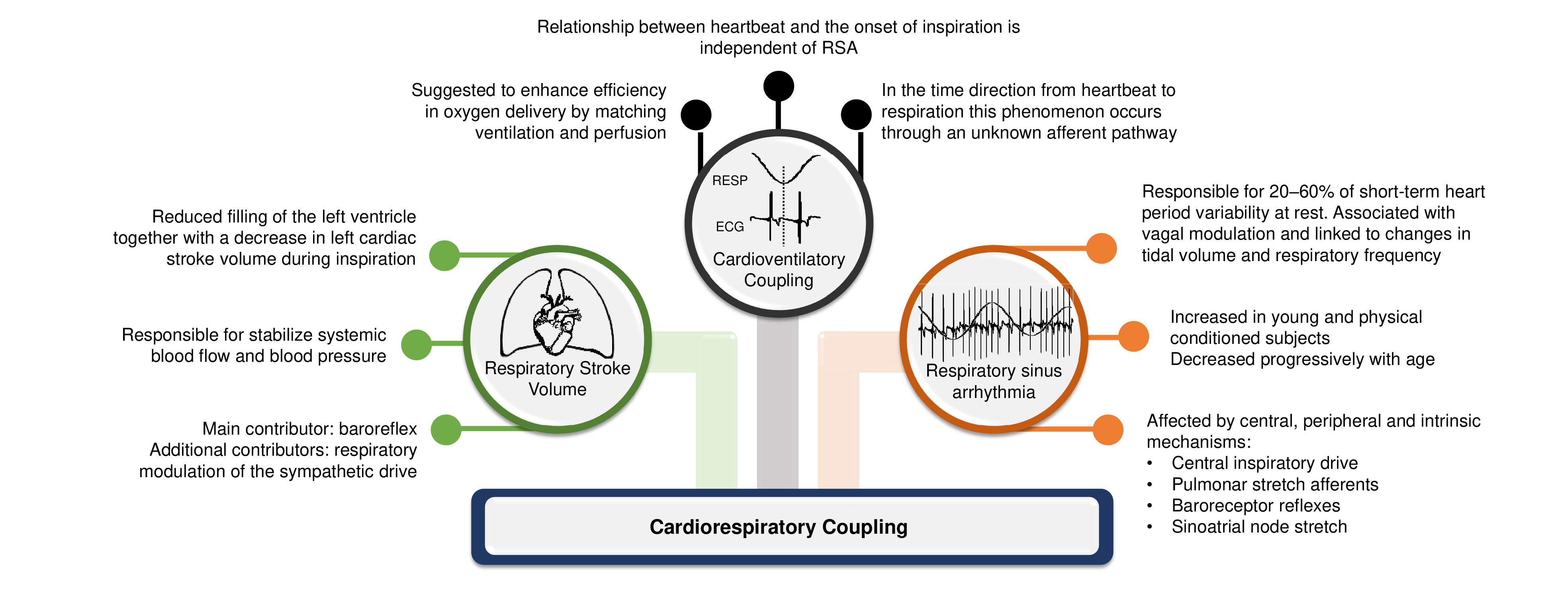 On the significance of estimating cardiorespiratory coupling strength in sports medicine